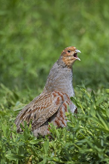 Grey partridge