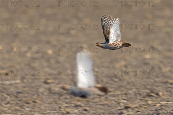 Two grey partridges