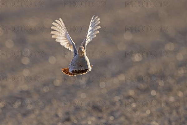 Grey partridge