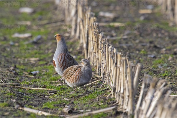 Grey partridge