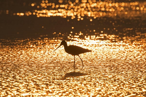 Silhouette of black-tailed godwit