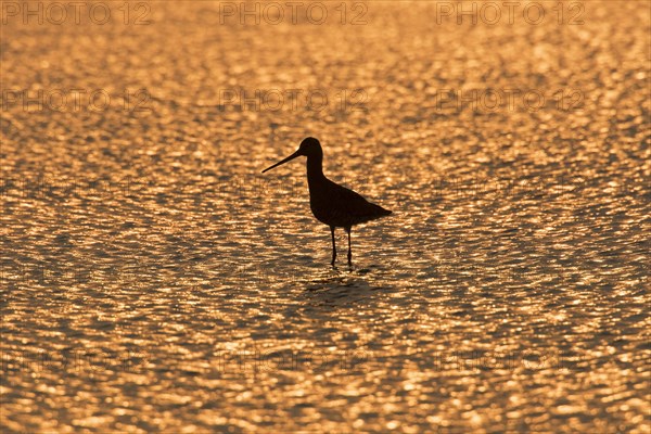 Silhouette of black-tailed godwit