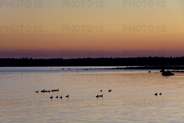 Flock of Barnacle geese