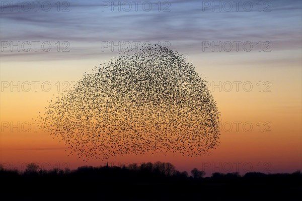 European starling