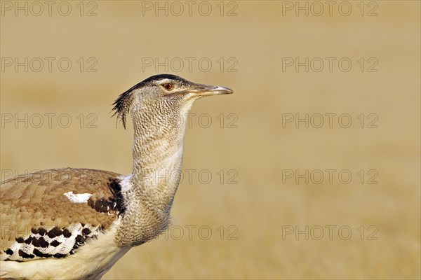 Close-up of Kori Bustard