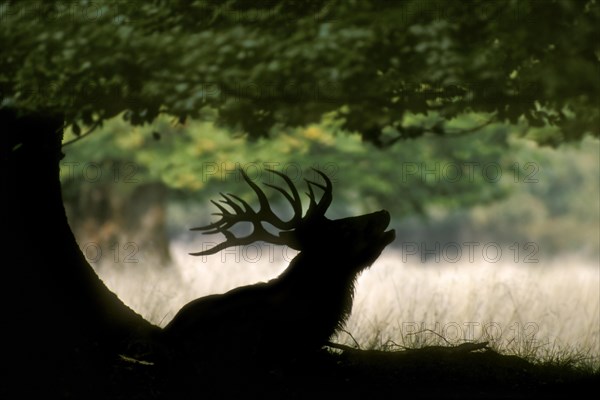 Silhouette of red deer