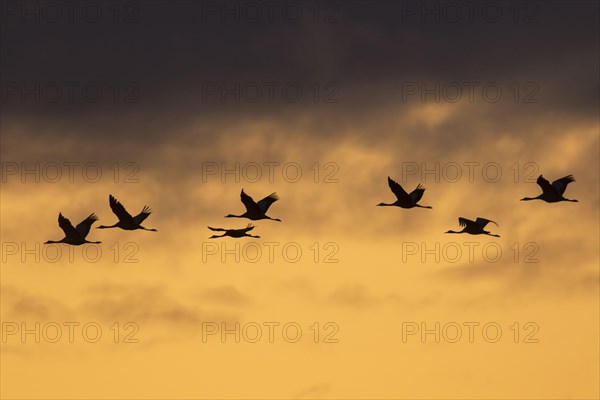 Migrating flock of common cranes