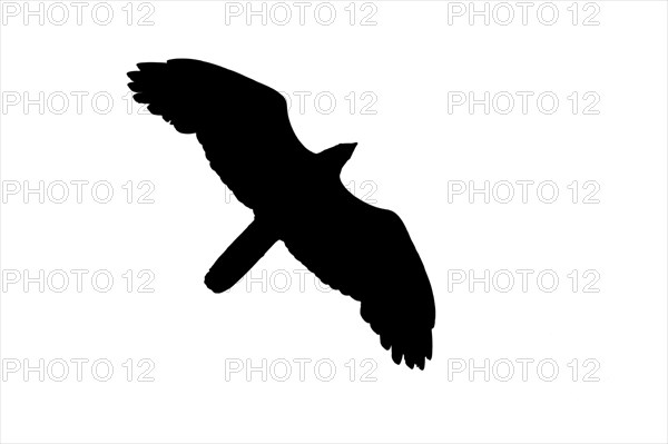 Silhouette of soaring European honey buzzard