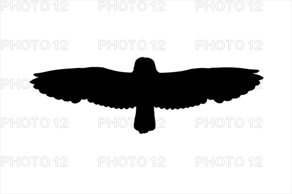 Silhouette of short-eared owl