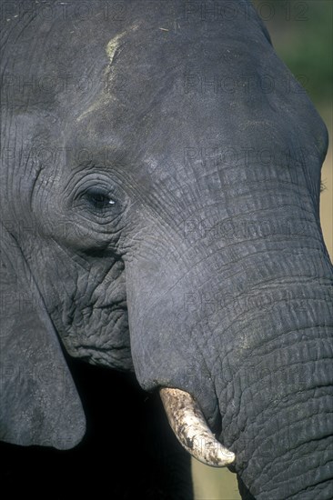 African elephant