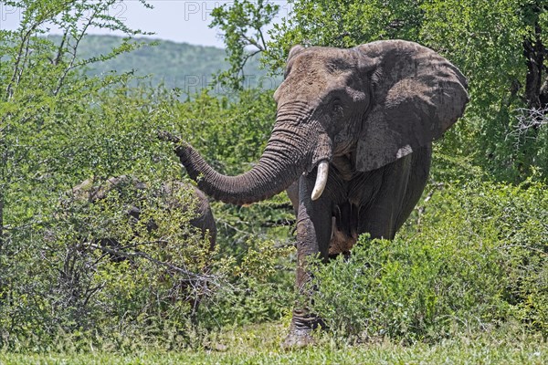 African bush elephant