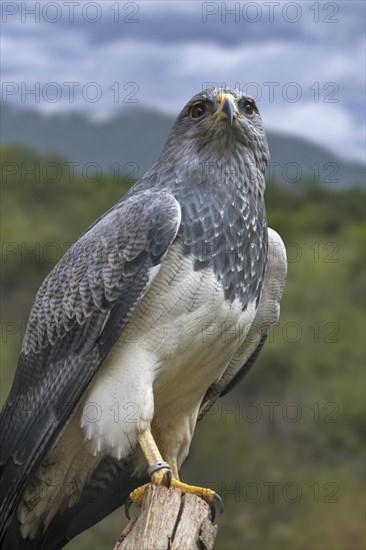 Western black-chested buzzard-eagle