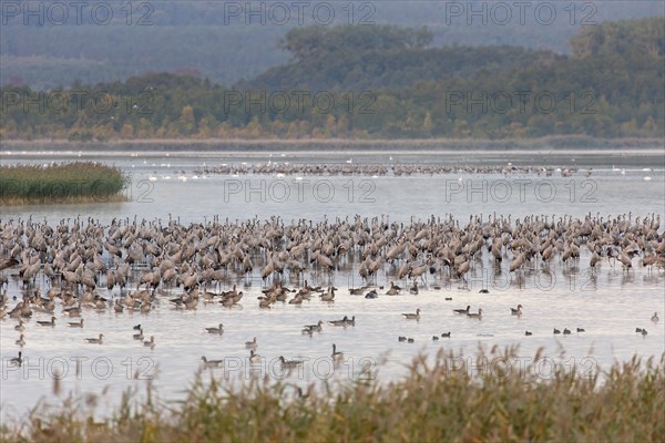 Common Crane