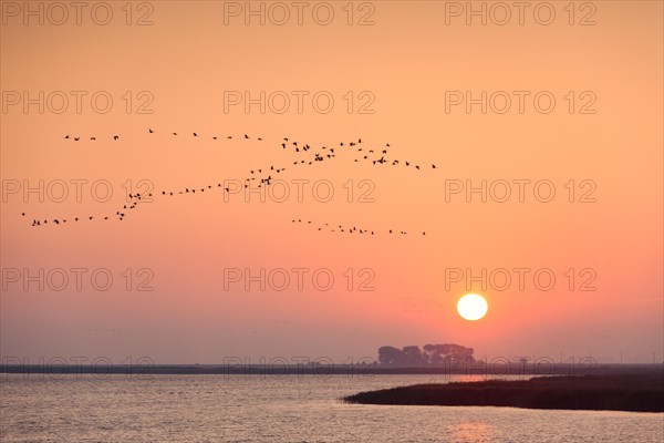 Common Crane