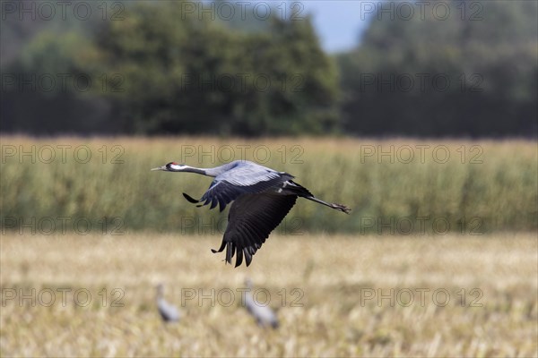 Common crane