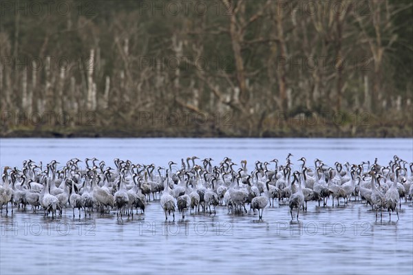 Flock of common cranes