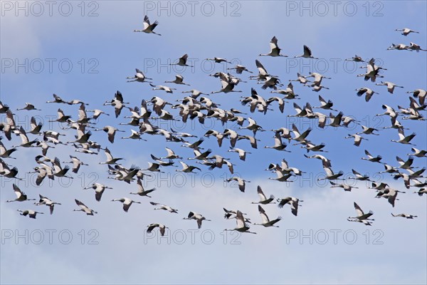 Migrating flock of common cranes