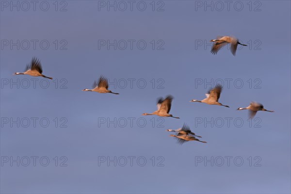 Migrating flock of common cranes