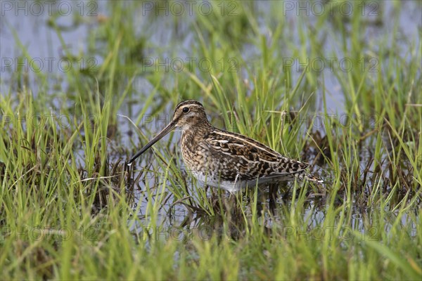 Common snipe