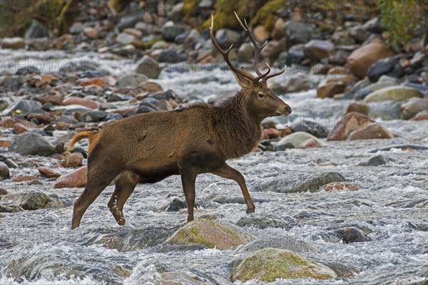 Red deer