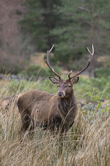 Red deer