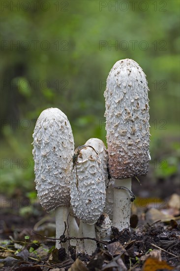 Shaggy ink cap