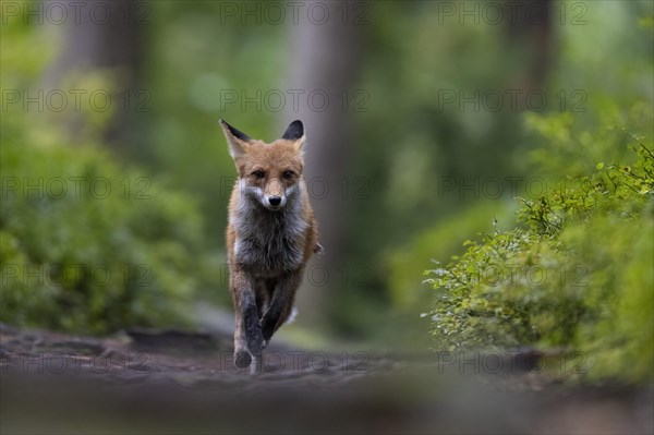 Red fox lured on a forest path with hare lament