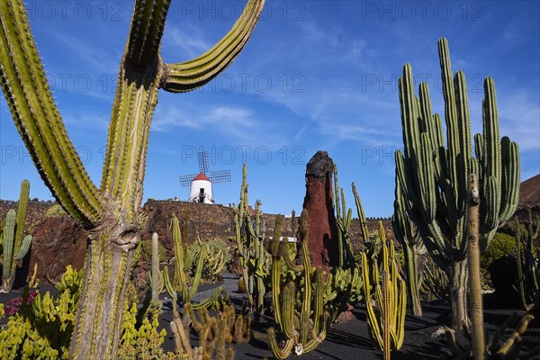 Various cacti