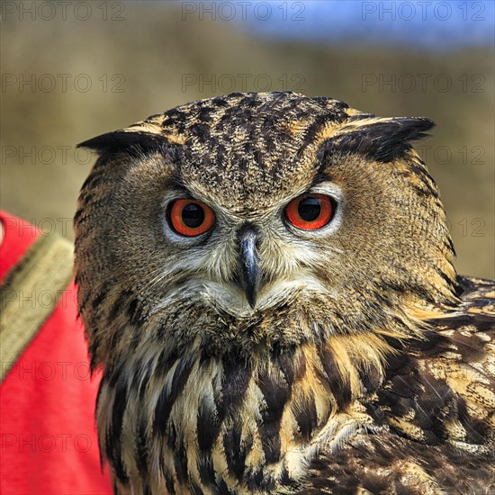 Eurasian eagle-owl