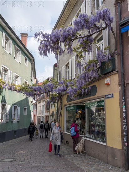 The rank-flowered Konviktstrasse is an old craftsmen's street in the old town