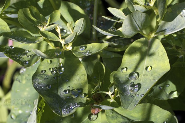 Golden spurge