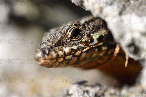 Common wall lizard