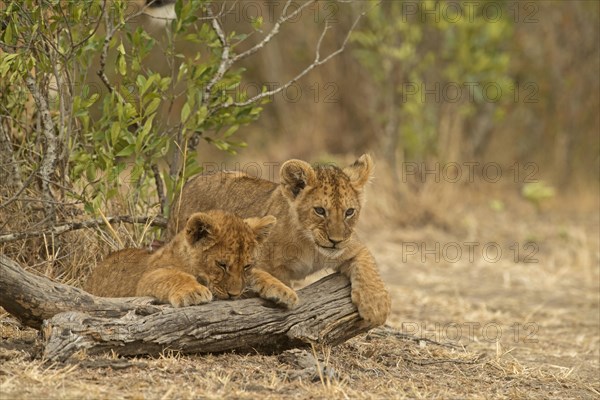 Two African Lion cubs in Masai Mara
