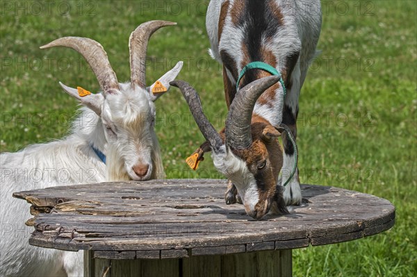 Two goats and milk goat climbed on platform in grassland at petting zoo