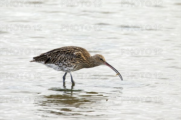 Eurasian Curlew