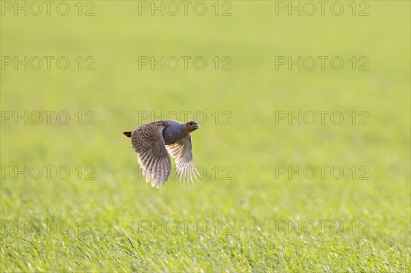 Grey partridge