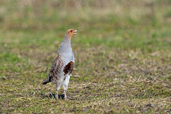 Grey partridge