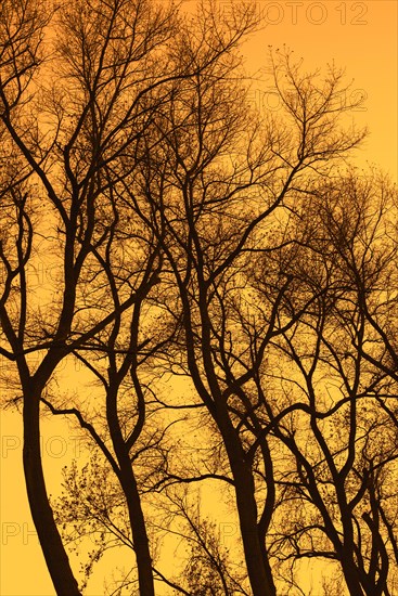 Abstract image showing twisted tree trunks with bare branches of poplars silhouetted against orange sunset sky in autumn