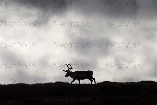 Reindeer