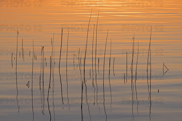 Abstract pattern of common reed