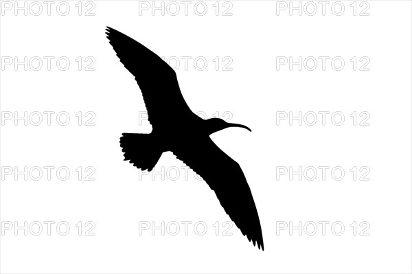 Silhouette of Eurasian whimbrel