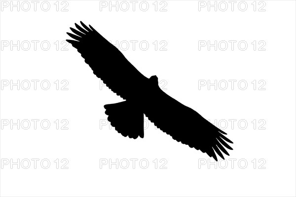 Silhouette of European golden eagle