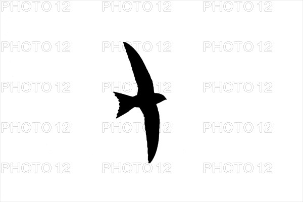 Silhouette of common swift