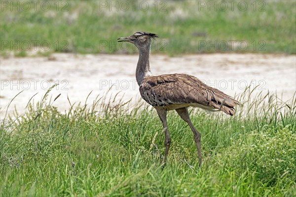 Kori bustard