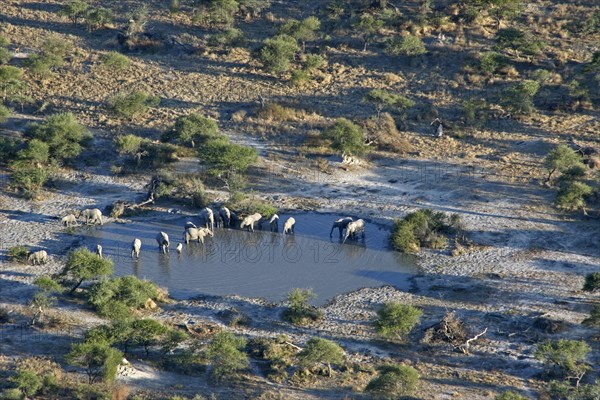 Herd of African elephants