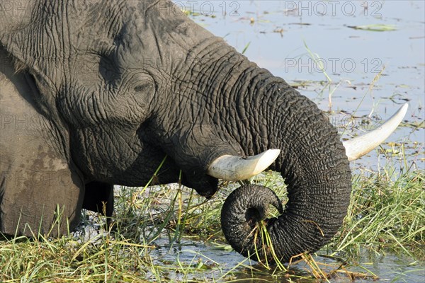 Close up of African elephant