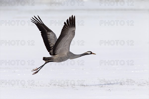 Common Crane