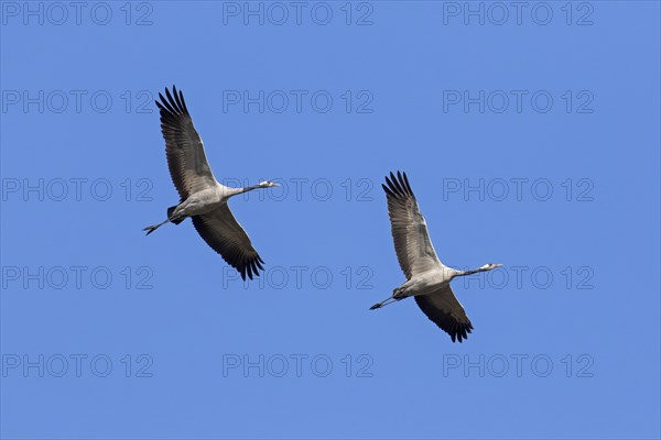 Two migrating common cranes