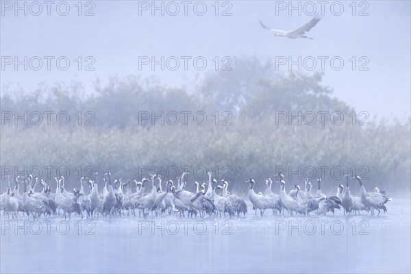 Flock of common cranes