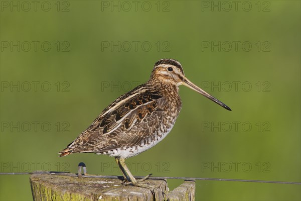 Common snipe